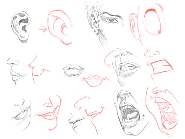 How to Draw a Cartoon Face Correctly