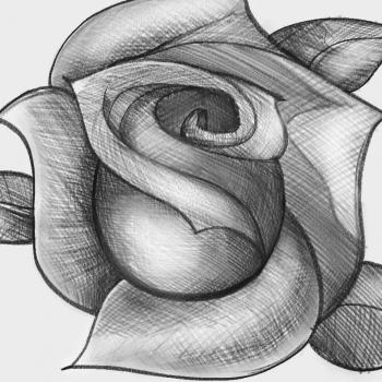 Rose Sketch On White Background Stock Illustration - Download Image Now -  Abstract, Beauty, Black Color - iStock