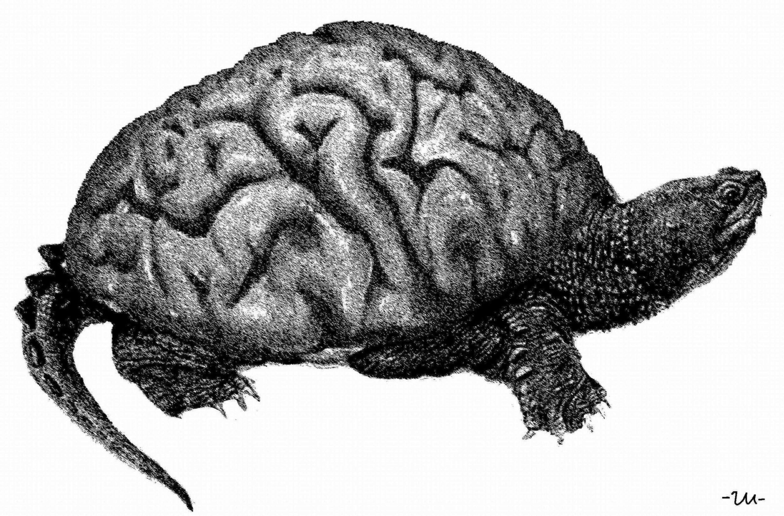 Мозги черепах. Мозг черепахи. Мозги черепахи. Черепаший мозг. Черепаха гравюра.