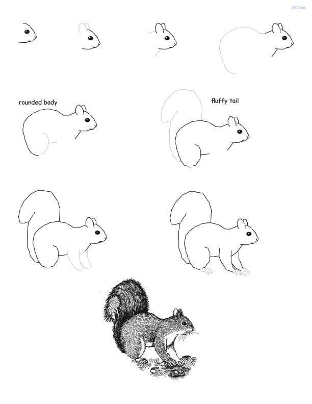 How To Draw A Squirrel Easy Tutorial, 5 Steps Toons Mag
