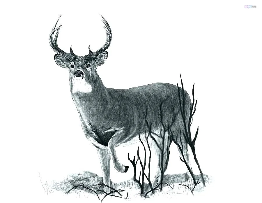 simple whitetail buck drawings